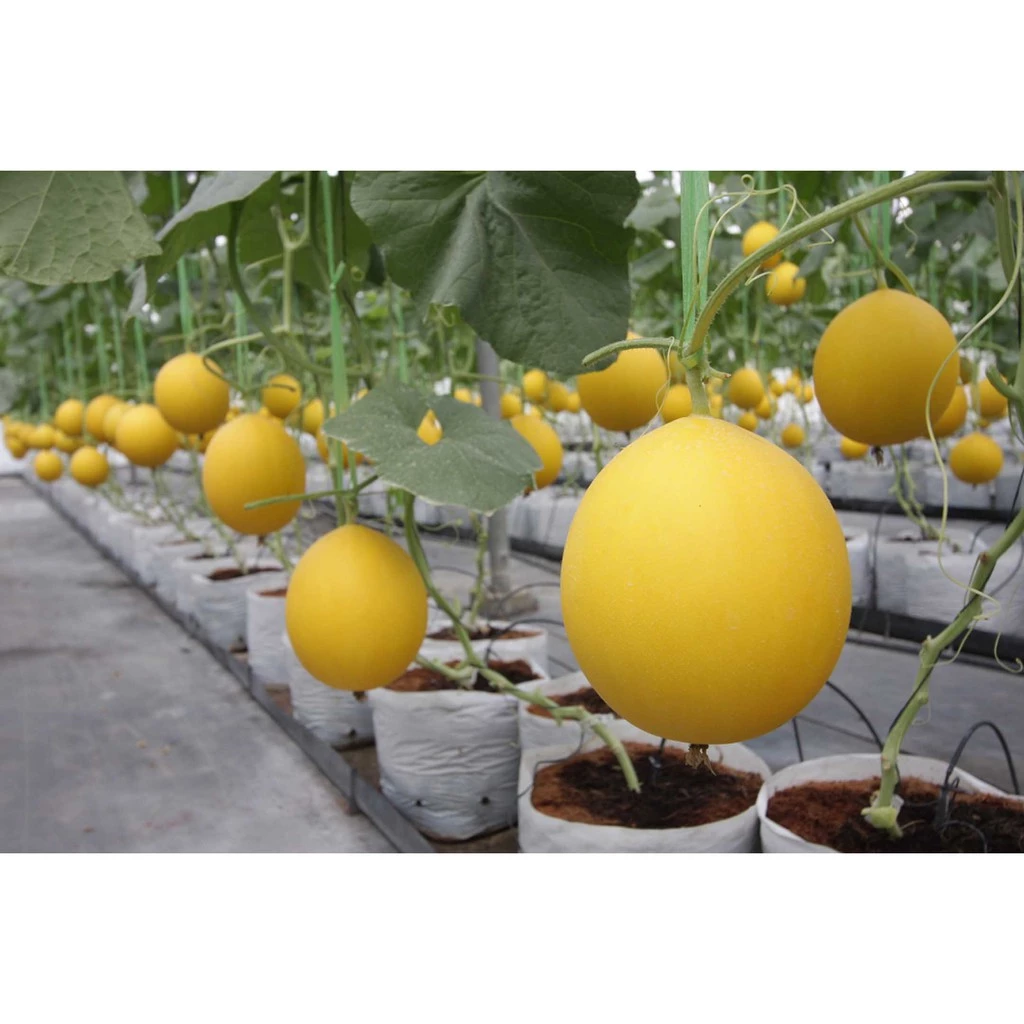 รูปสินค้า เมล็ดพันธุ์เมล่อนสีทอง Melon Gold เนื้อส้มไข่ทองคำ 20 เมล็ด
